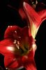 Amaryllis_MCDBesteck_Quirl 029s.jpg