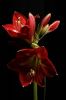 Amaryllis_MCDBesteck_Quirl 055s.jpg