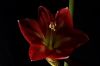 Amaryllis_MCDBesteck_Quirl 059s.jpg