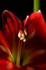 Amaryllis_MCDBesteck_Quirl 065s.jpg